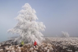 Activity;Amusement;beautiful;birch;boy;boys;brother;brothers;child;children;cold;Coldness;Color;Colour;Daytime;freeze;freezing;freezing-fog;frost;Frosted;frosty;Fun;Game;Games;girl;girls;green;hoar-frost;Hoarfrost;ice;icy;lake-ruataniwha;Landscape;Landscapes;little;Mackenzie-Country;natural;Nature;new-zealand;Outdoor;Outdoors;Outside;People;person;Persons;phenomena;Play;Playing;Recreation;red;Scenic;Scenics;Season;Seasons;silver-birch;sister;sisters;south-island;spectacular;stunning;toddler;toddlers;tree;trees;Twizel;Waitaki-District;White;winter;Wintertime;wintery