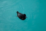 Animal;animals;avian;Aythya-novaeseelandiae;bird;bird-spotting;bird-watching;bird_watching;birds;black;black-duck;black-ducks;Canterbury;duck;ducks;eco-tourism;eco_tourism;ecotourism;Fauna;lake;Lake-Ruataniwha;lakes;Mackenzie-Country;Mackenzie-District;N.Z.;Natural;Nature;New-Zealand;New-Zealand-Scaup;New-Zealand-Scaups;NZ;Ornithology;papango;S.I.;scaup;scaups;SI;South-Canterbury;South-Is;South-Is.;South-Island;Sth-Is;water;wild;wildlife