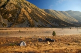 Ben-Ohau;Camp;Camp-Site;Camp-Sites;camper;campers;Camping;Canterbury;Mackenzie-Country;Mackenzie-District;New-Zealand;NZ;S.I.;SI;South-Canterbury;South-Is;South-Island;Sth-Is;tent;tents