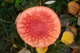Canterbury;fungi;fungus;Mackenzie-Country;Mackenzie-District;Mackenzie-Region;Mushroom;mushrooms;N.Z.;New-Zealand;NZ;S.I.;SI;South-Canterbury;South-Is;South-Island;Sth-Is;Sth-Is.;toadstool;toadstools;Twizel