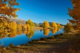 autuminal;autumn;autumn-colour;autumn-colours;autumnal;calm;Canterbury;color;colors;colour;colours;deciduous;fall;gold;golden;Kelland-Pond;Kelland-Ponds;Kellands-Pond;Kellands-Ponds;lake;lakes;leaf;leaves;Mackenzie-Country;Mackenzie-District;Mackenzie-Region;N.Z.;New-Zealand;NZ;placid;pond;ponds;quiet;reflected;reflection;reflections;S.I.;season;seasonal;seasons;serene;SI;smooth;South-Canterbury;South-Is;South-Island;Sth-Is;Sth-Is.;still;tranquil;tree;trees;Twizel;water;yellow
