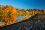 autuminal;autumn;autumn-colour;autumn-colours;autumnal;calm;Canterbury;color;colors;colour;colours;deciduous;fall;gold;golden;Kelland-Pond;Kelland-Ponds;Kellands-Pond;Kellands-Ponds;lake;lakes;leaf;leaves;Mackenzie-Country;Mackenzie-District;Mackenzie-Region;N.Z.;New-Zealand;NZ;placid;pond;ponds;quiet;reflected;reflection;reflections;S.I.;season;seasonal;seasons;serene;SI;smooth;South-Canterbury;South-Is;South-Island;Sth-Is;Sth-Is.;still;tranquil;tree;trees;Twizel;water;yellow