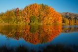 autuminal;autumn;autumn-colour;autumn-colours;autumnal;calm;Canterbury;color;colors;colour;colours;deciduous;fall;gold;golden;Kelland-Pond;Kelland-Ponds;Kellands-Pond;Kellands-Ponds;lake;lakes;leaf;leaves;Mackenzie-Country;Mackenzie-District;Mackenzie-Region;N.Z.;New-Zealand;NZ;placid;pond;ponds;quiet;reflected;reflection;reflections;S.I.;season;seasonal;seasons;serene;SI;smooth;South-Canterbury;South-Is;South-Island;Sth-Is;Sth-Is.;still;tranquil;tree;trees;Twizel;water;yellow