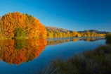 autuminal;autumn;autumn-colour;autumn-colours;autumnal;calm;Canterbury;color;colors;colour;colours;deciduous;fall;gold;golden;Kelland-Pond;Kelland-Ponds;Kellands-Pond;Kellands-Ponds;lake;lakes;leaf;leaves;Mackenzie-Country;Mackenzie-District;Mackenzie-Region;N.Z.;New-Zealand;NZ;placid;pond;ponds;quiet;reflected;reflection;reflections;S.I.;season;seasonal;seasons;serene;SI;smooth;South-Canterbury;South-Is;South-Island;Sth-Is;Sth-Is.;still;tranquil;tree;trees;Twizel;water;yellow