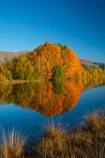 autuminal;autumn;autumn-colour;autumn-colours;autumnal;calm;Canterbury;color;colors;colour;colours;deciduous;fall;gold;golden;Kelland-Pond;Kelland-Ponds;Kellands-Pond;Kellands-Ponds;lake;lakes;leaf;leaves;Mackenzie-Country;Mackenzie-District;Mackenzie-Region;N.Z.;New-Zealand;NZ;placid;pond;ponds;quiet;reflected;reflection;reflections;S.I.;season;seasonal;seasons;serene;SI;smooth;South-Canterbury;South-Is;South-Island;Sth-Is;Sth-Is.;still;tranquil;tree;trees;Twizel;water;yellow