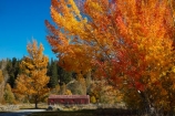 autuminal;autumn;autumn-colour;autumn-colours;autumnal;barn;barns;Canterbury;color;colors;colour;colours;country;countryside;deciduous;fall;farm;Farm-Building;Farm-Buildings;Farm-Shed;Farm-Sheds;farming;farms;gold;golden;leaf;leaves;Mackenzie-Country;Mackenzie-Region;N.Z.;New-Zealand;NZ;rural;S.I.;season;seasonal;seasons;Shearing-Shed;Shearing-Sheds;Sheep-Shed;Sheep-Sheds;SI;South-Canterbury;South-Is;South-Island;Sth-Is;tree;trees;Twizel;Wool-Shed;Wool-Sheds;woolshed;woolsheds;yellow
