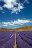 Alpine-Lavender;Alpine-Lavender-Farm;Canterbury;country;countryside;crop;crops;farm;farming;farmland;farms;flower;flowers;horticulture;Lamiaceae;Lavandula;lavender;lavender-farm;lavender-farms;lavender-flower;lavender-flowers;lavenders;Mackenzie-Country;Mackenzie-District;Mackenzie-Region;mauve;Mount-Cook;Mt-Cook;N.Z.;New-Zealand;New-Zealand-Alpine-Lavender;NZ;NZ-Alpine-Lavender;NZ-Alpine-Lavender-Farm;organic;organic-lavender-farm;purple;row;rows;S.I.;SI;South-Is;South-Is.;South-Island;Sth-Is;Twizel;violet