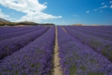Alpine-Lavender;Alpine-Lavender-Farm;Canterbury;country;countryside;crop;crops;farm;farming;farmland;farms;flower;flowers;horticulture;Lamiaceae;Lavandula;lavender;lavender-farm;lavender-farms;lavender-flower;lavender-flowers;lavenders;Mackenzie-Country;Mackenzie-District;Mackenzie-Region;mauve;Mount-Cook;Mt-Cook;N.Z.;New-Zealand;New-Zealand-Alpine-Lavender;NZ;NZ-Alpine-Lavender;NZ-Alpine-Lavender-Farm;organic;organic-lavender-farm;purple;row;rows;S.I.;SI;South-Is;South-Is.;South-Island;Sth-Is;Twizel;violet