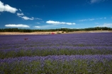 Alpine-Lavender;Alpine-Lavender-Farm;Canterbury;country;countryside;crop;crops;farm;farming;farmland;farms;flower;flowers;horticulture;Lamiaceae;Lavandula;lavender;lavender-farm;lavender-farms;lavender-flower;lavender-flowers;lavenders;Mackenzie-Country;Mackenzie-District;Mackenzie-Region;mauve;Mount-Cook;Mt-Cook;N.Z.;New-Zealand;New-Zealand-Alpine-Lavender;NZ;NZ-Alpine-Lavender;NZ-Alpine-Lavender-Farm;organic;organic-lavender-farm;purple;row;rows;S.I.;SI;South-Is;South-Is.;South-Island;Sth-Is;Twizel;violet