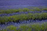 Alpine-Lavender;Alpine-Lavender-Farm;Canterbury;country;countryside;crop;crops;farm;farming;farmland;farms;flower;flowers;horticulture;Lamiaceae;Lavandula;lavender;lavender-farm;lavender-farms;lavender-flower;lavender-flowers;lavenders;Mackenzie-Country;Mackenzie-District;Mackenzie-Region;mauve;Mount-Cook;Mt-Cook;N.Z.;New-Zealand;New-Zealand-Alpine-Lavender;NZ;NZ-Alpine-Lavender;NZ-Alpine-Lavender-Farm;organic;organic-lavender-farm;purple;row;rows;S.I.;SI;South-Is;South-Is.;South-Island;Sth-Is;Twizel;violet