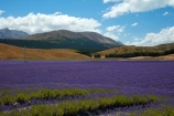 Alpine-Lavender;Alpine-Lavender-Farm;Canterbury;country;countryside;crop;crops;farm;farming;farmland;farms;flower;flowers;horticulture;Lamiaceae;Lavandula;lavender;lavender-farm;lavender-farms;lavender-flower;lavender-flowers;lavenders;Mackenzie-Country;Mackenzie-District;Mackenzie-Region;mauve;Mount-Cook;Mt-Cook;N.Z.;New-Zealand;New-Zealand-Alpine-Lavender;NZ;NZ-Alpine-Lavender;NZ-Alpine-Lavender-Farm;organic;organic-lavender-farm;purple;row;rows;S.I.;SI;South-Is;South-Is.;South-Island;Sth-Is;Twizel;violet