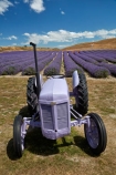 Alpine-Lavender;Alpine-Lavender-Farm;Canterbury;country;countryside;crop;crops;farm;farming;farmland;farms;flower;flowers;horticulture;Lamiaceae;Lavandula;lavender;lavender-farm;lavender-farms;lavender-flower;lavender-flowers;lavenders;Mackenzie-Country;Mackenzie-District;Mackenzie-Region;mauve;Mount-Cook;Mt-Cook;N.Z.;New-Zealand;New-Zealand-Alpine-Lavender;NZ;NZ-Alpine-Lavender;NZ-Alpine-Lavender-Farm;organic;organic-lavender-farm;purple;row;rows;S.I.;SI;South-Is;South-Is.;South-Island;Sth-Is;tractor;tractors;Twizel;violet