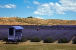 Alpine-Lavender;Alpine-Lavender-Farm;Canterbury;country;countryside;crop;crops;farm;farming;farmland;farms;flower;flowers;horticulture;Lamiaceae;Lavandula;lavender;lavender-farm;lavender-farms;lavender-flower;lavender-flowers;lavenders;Mackenzie-Country;Mackenzie-District;Mackenzie-Region;mauve;Mount-Cook;Mt-Cook;N.Z.;New-Zealand;New-Zealand-Alpine-Lavender;NZ;NZ-Alpine-Lavender;NZ-Alpine-Lavender-Farm;organic;organic-lavender-farm;purple;row;rows;S.I.;SI;South-Is;South-Is.;South-Island;Sth-Is;Twizel;violet