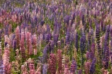 Canterbury;floral;flower;flowering;flowers;lavendar;lilac;lupin;lupine;lupines;lupins;lupinus;Mackenzie-Country;N.Z.;New-Zealand;NZ;pink;S.I.;SI;South-Canterbury;South-Is.;South-Island;spring;springtime;summer;summertime;Tekapo;violet;wild-flower;wild-flowers;wild-lupins;wild_flower;wild_flowers;wildflower;wildflowers