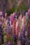 Canterbury;floral;flower;flowering;flowers;lavendar;lilac;lupin;lupine;lupines;lupins;lupinus;Mackenzie-Country;N.Z.;New-Zealand;NZ;pink;S.I.;SI;South-Canterbury;South-Is.;South-Island;spring;springtime;summer;summertime;Tekapo;violet;wild-flower;wild-flowers;wild-lupins;wild_flower;wild_flowers;wildflower;wildflowers