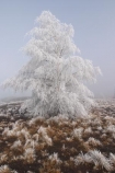 beautiful;calm;calmness;clean;clear;cold;Coldness;Color;Colour;Daytime;Exterior;freeze;freezing;freezing-fog;frost;Frosted;frosty;high-country;hoar-frost;Hoarfrost;ice;icy;idyllic;Landscape;Landscapes;mackenzie;mackenzie-country;waitaki-district;lake-ruataniwha;twizel;natural;Nature;new-zealand;Outdoor;Outdoors;Outside;peaceful;Peacefulness;phenomena;phenomenon;pure;Quiet;Quietness;Scenic;Scenics;Season;Seasons;silence;south-island;spectacular;stunning;sunny;tourism;tourist;tourists;tranquil;tranquility;tree;trees;view;waitaki;water;weather;White;winter;Wintertime;wintery;wintry