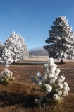 beautiful;calm;calmness;clean;clear;cold;Coldness;Color;Colour;Daytime;Exterior;freeze;freezing;freezing-fog;frost;Frosted;frosty;high-country;hoar-frost;Hoarfrost;ice;icy;idyllic;Landscape;Landscapes;mackenzie;mackenzie-country;waitaki-district;twizel;natural;Nature;new-zealand;Outdoor;Outdoors;Outside;peaceful;Peacefulness;phenomena;phenomenon;pure;Quiet;Quietness;Scenic;Scenics;Season;Seasons;silence;south-island;spectacular;stunning;sunny;tourism;tranquil;tranquility;tree;trees;view;waitaki;water;weather;White;winter;Wintertime;wintery;wintry;pine;pines;pine-trees;pine-tree