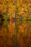 autuminal;autumn;autumn-colour;autumn-colours;autumnal;calm;color;colors;colour;colours;deciduous;fall;gold;golden;Kelland-Pond;Kelland-Ponds;Kellands-Pond;Kellands-Ponds;lake;Lake-Ruataniwha;lakes;leaf;leaves;Mackenzie-Country;Mackenzie-District;Mackenzie-Region;N.Z.;New-Zealand;North-Otago;NZ;Otago;placid;pond;ponds;quiet;reflected;reflection;reflections;S.I.;season;seasonal;seasons;serene;SI;smooth;South-Is;South-Island;Sth-Is;Sth-Is.;still;tranquil;tree;trees;trunk;trunks;Twizel;Waitaki-District;Waitaki-Region;water;yellow