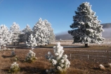 beautiful;calm;calmness;clean;clear;cold;Coldness;Color;Colour;Daytime;Exterior;freeze;freezing;freezing-fog;frost;Frosted;frosty;high-country;hoar-frost;Hoarfrost;ice;icy;idyllic;Landscape;Landscapes;mackenzie;mackenzie-country;waitaki-district;twizel;natural;Nature;new-zealand;Outdoor;Outdoors;Outside;peaceful;Peacefulness;phenomena;phenomenon;pure;Quiet;Quietness;Scenic;Scenics;Season;Seasons;silence;south-island;spectacular;stunning;sunny;tourism;tranquil;tranquility;tree;trees;view;waitaki;water;weather;White;winter;Wintertime;wintery;wintry;pine;pines;pine-trees;pine-tree;fog;foggy;mist;misty