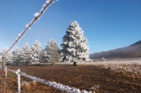 beautiful;calm;calmness;clean;clear;cold;Coldness;Color;Colour;Daytime;Exterior;freeze;freezing;freezing-fog;frost;Frosted;frosty;high-country;hoar-frost;Hoarfrost;ice;icy;idyllic;Landscape;Landscapes;mackenzie;mackenzie-country;waitaki-district;twizel;natural;Nature;new-zealand;Outdoor;Outdoors;Outside;peaceful;Peacefulness;phenomena;phenomenon;pure;Quiet;Quietness;Scenic;Scenics;Season;Seasons;silence;south-island;spectacular;stunning;sunny;tourism;tranquil;tranquility;tree;trees;view;waitaki;water;weather;White;winter;Wintertime;wintery;wintry;pine;pines;pine-trees;pine-tree;fence;fences;wire;wires;barbed-wire;barbed-wires