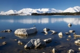 altitude;calm;Canterbury;cold;freeze;freezing;high-altitude;Lake-Tekapo;Mackenzie-Country;mount;mountain;mountain-peak;mountainous;mountains;mountainside;mt;mt.;N.Z.;New-Zealand;NZ;peak;peaks;placid;quiet;range;ranges;reflection;reflections;S.I.;season;seasonal;seasons;serene;shore;shoreline;shorelines;SI;smooth;snow;snow-capped;snow_capped;snowcapped;snowy;South-Canterbury;South-Is;South-Island;still;summit;summits;Tekapo;tranquil;Two-Thumb-Range;water;white;winter;wintery