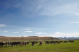 agricultural;agriculture;animal;animals;Canterbury;cattle;country;countryside;cow;cows;dairy;dairy-cow;dairy-cows;dairy-farm;dairy-farming;dairy-farms;farm;farming;farmland;farms;field;fields;grass;grassy;Herbivore;Herbivores;Herbivorous;irrigated;irrigation;Livestock;Mackenzie-Country;Mackenzie-Country-Dairy-Farm;Mackenzie-Country-Dairy-Farms;Mackenzie-District;mammal;mammals;meadow;meadows;N.Z.;new-zealand;NZ;paddock;paddocks;pasture;pastures;rural;S.I.;SI;South-Canterbury;South-Is.;South-Island;stock