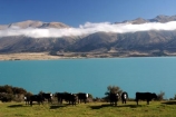 agriculture;animal;Animals;cloud;clouds;cloudy;Countryside;cow;cows;Daytime;farm;Farm-animals;farming;farmland;farms;field;fields;Herbivore;Herbivores;Herbivorous;lake;lakes;Livestock;Mammal;Mammals;meadow;meadows;mountain;mountainous;mountains;new-zealand;ohau-lake-ohau;ohau-range;Outdoor;Outdoors;Outside;paddock;paddocks;pasture;pastures;Rural;south-island