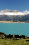 agriculture;animal;Animals;cloud;clouds;cloudy;Countryside;cow;cows;Daytime;farm;Farm-animals;farming;farmland;farms;field;fields;Herbivore;Herbivores;Herbivorous;lake;lakes;Livestock;Mammal;Mammals;meadow;meadows;mountain;mountainous;mountains;new-zealand;ohau-lake-ohau;ohau-range;Outdoor;Outdoors;Outside;paddock;paddocks;pasture;pastures;Rural;south-island