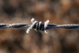barb-wire;barbed-wire;cold;fence;fences;freeze;freezes;frost;frosted;frosty;frozen;hoar;hoar-frost;ice;icy;Mackenzie-Country;New-Zealand;season;seasonal;seasons;South-Island;Twizel;winter;wintry;wire;wires
