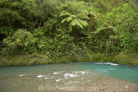 B.O.P.;Bay-of-Plenty;BOP;bush;cyathea;fern;ferns;forest;forests;frond;fronds;N.I.;N.Z.;native;native-bush;natural;New-Zealand;NI;North-Is;North-Island;NZ;plant;plants;ponga;pongas;punga;pungas;river;rivers;tree-fern;tree-ferns;Waioeka-Gorge;Waioeka-River