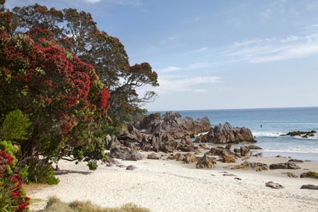 Bay-of-Plenty;crimson;flower;flowers;metrosideros-excelsa;Mount-Maunganui;Mt-Maunganui;Mt.-Maunganui;N.I.;N.Z.;New-Zealand;NI;North-Is;North-Is.;North-Island;NZ;plant;plants;pohutakawa;pohutakawas;pohutukawa;pohutukawa-flower;pohutukawa-flowers;pohutukawa-tree;pohutukawa-trees;pohutukawas;red;Tauranga;tree;trees