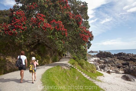 tracks;base-track;Bay-of-Plenty;crimson;flower;flowers;hike;hiker;hikers;hiking;metrosideros-excelsa;Mount-Maunganui;Mt-Maunganui;Mt.-Maunganui;N.I.;N.Z.;New-Zealand;NI;North-Is;North-Is.;North-Island;NZ;plant;plants;pohutakawa;pohutakawas;pohutukawa;pohutukawa-flower;pohutukawa-flowers;pohutukawa-tree;pohutukawa-trees;pohutukawas;red;Tauranga;track;tree;trees;walk;walker;walkers;walking;walking-track;walking-tracks