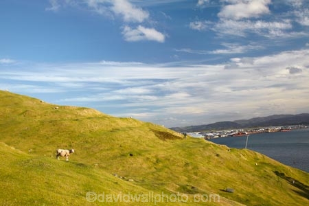 Bay-of-Plenty;farmland;Mount-Maunganui;Mt-Maunganui;Mt.-Maunganui;N.I.;N.Z.;New-Zealand;NI;North-Is;North-Is.;North-Island;NZ;sheep;Tauranga