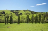 agricultural;agriculture;B.O.P.;Bay-of-Plenty;BOP;country;countryside;farm;farming;farmland;farms;field;fields;green;meadow;meadows;N.I.;N.Z.;New-Zealand;NI;North-Is;North-Island;NZ;paddock;paddocks;pasture;pastures;poplar;poplar-tree;poplar-trees;poplars;rural;spring;spring-time;spring_time;Whakatane