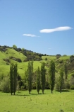 agricultural;agriculture;B.O.P.;Bay-of-Plenty;BOP;country;countryside;farm;farming;farmland;farms;field;fields;green;meadow;meadows;N.I.;N.Z.;New-Zealand;NI;North-Is;North-Island;NZ;paddock;paddocks;pasture;pastures;poplar;poplar-tree;poplar-trees;poplars;rural;spring;spring-time;spring_time;Whakatane