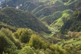 agricultural;agriculture;B.O.P.;Bay-of-Plenty;BOP;bush;country;countryside;farm;farming;farmland;farms;field;fields;forest;forests;meadow;meadows;N.I.;N.Z.;native;native-bush;natural;New-Zealand;NI;North-Is;North-Island;NZ;paddock;paddocks;pasture;pastures;rural;Waioeka-Gorge