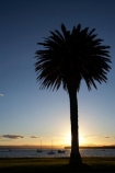 B.O.P.;Bay-of-Plenty;boat;boats;BOP;coast;coastal;coastline;coastlines;coasts;dusk;evening;foreshore;mast;masts;Mount-Maunganui;Mt-Maunganui;Mt.-Maunganui;N.I.;N.Z.;New-Zealand;NI;nightfall;North-Is;North-Island;NZ;ocean;orange;palm;palm-tree;palm-trees;palms;sea;shore;shoreline;shorelines;shores;silhouette;sky;sunset;sunsets;Tauranga-Harbor;Tauranga-Harbour;twilight;water;yacht;yachts