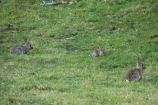Bay-of-Plenty;Mount-Maunganui;Mt-Maunganui;Mt.-Maunganui;N.I.;N.Z.;New-Zealand;NI;North-Is;North-Is.;North-Island;NZ;pest;pests;rabbit;rabbits;Tauranga;vermin