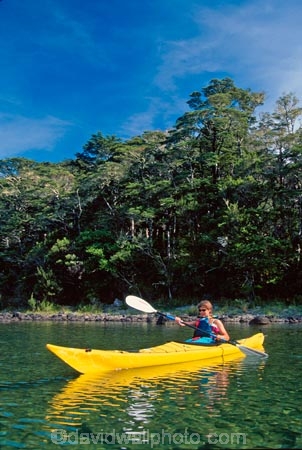water;bush;forest;forests;tranquil;tranquility;peaceful;peace;peacefulness;colour;colours;color;colors;yellow;blue;green;aqua;paddle;paddler;paddlers;paddles;paddling;clear;see_through;pure;ferns;native;fern;kayak;kayaks;kayaker;kayakers;kayaking;lake;lakes;rotoiti;nelson-lakes-national-park;nelson-lakes;national-park;national-parks