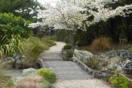 bloom;blooming;blooms;blossom;blossoming;blossoms;botanic-garden;botanic-gardens;botanical-garden;botanical-gardens;fresh;garden;gardens;grow;growth;Miyazu-Garden;Miyazu-Japanese-Garden;Myazu;N.Z.;Nelson;Nelson-City;Nelson-Region;New-Zealand;NZ;renew;S.I.;season;seasonal;seasons;SI;South-Is.;South-Island;spring;springtime