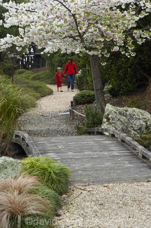 bloom;blooming;blooms;blossom;blossoming;blossoms;botanic-garden;botanic-gardens;botanical-garden;botanical-gardens;fresh;garden;gardens;grow;growth;Miyazu-Garden;Miyazu-Japanese-Garden;Myazu;N.Z.;Nelson;Nelson-City;Nelson-Region;New-Zealand;NZ;renew;S.I.;season;seasonal;seasons;SI;South-Is.;South-Island;spring;springtime