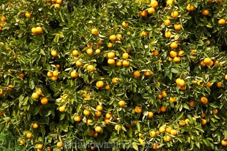 citrus;country;countryside;crop;crops;farm;farming;farmland;farms;field;fruit;fruit-tree;fruit-trees;horticulture;Motueka;N.Z.;Nelson-Region;New-Zealand;NZ;orange;Orange-Orchard;Orange-Orchards;orange-tree;orange-trees;oranges;orchard;orchards;row;rows;rural;S.I.;SI;South-Is.;South-Island;tree;trees