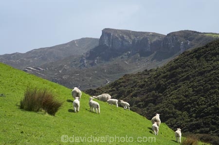 agricultural;agriculture;country;countryside;farm;farming;farmland;farms;field;fields;Golden-Bay;livestock;meadow;meadows;N.Z.;Nelson-Region;New-Zealand;NZ;paddock;paddocks;pasture;pastures;Puponga-Farm;rural;S.I.;Sheep;SI;South-Is.;South-Island;stock