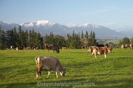 agricultural;agriculture;animal;animals;Aorere-Valley;cattle;country;countryside;cow;cows;dairy;dairy-cow;dairy-cows;dairy-farm;dairy-farms;farm;farming;farmland;farms;field;fields;Golden-Bay;grass;grassy;Herbivore;Herbivores;Herbivorous;horticulture;Livestock;mammal;mammals;meadow;meadows;N.Z.;Nelson-Region;new-zealand;NZ;paddock;paddocks;pasture;pastures;rural;S.I.;SI;South-Is.;South-Island;stock