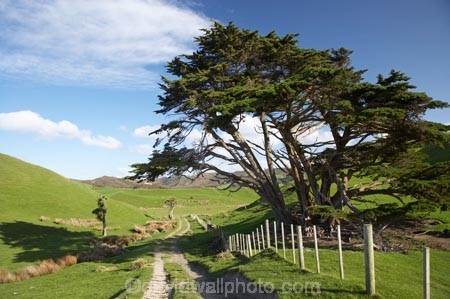 agricultural;agriculture;Callitropsis-macrocarpa;Cape-Farewell;country;countryside;farm;farm-track;farm-tracks;farming;farmland;farms;fence;fence-line;fence-lines;fence_line;fence_lines;fenceline;fencelines;fences;field;fields;Macrocarpa;Macrocarpa-Tree;Macrocarpa-Trees;Macrocarpas;meadow;meadows;Monterey-Cypress;N.Z.;Nelson-Region;New-Zealand;NZ;paddock;paddocks;pasture;pastures;rural;S.I.;SI;South-Is.;South-Island;track;tracks