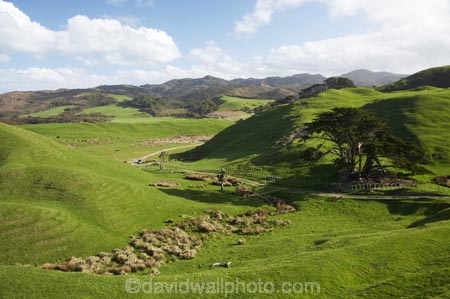 agricultural;agriculture;Cape-Farewell;country;countryside;farm;farming;farmland;farms;field;fields;hill;hills;hilly;meadow;meadows;N.Z.;Nelson-Region;New-Zealand;NZ;paddock;paddocks;pasture;pastures;rural;S.I.;SI;South-Is.;South-Island