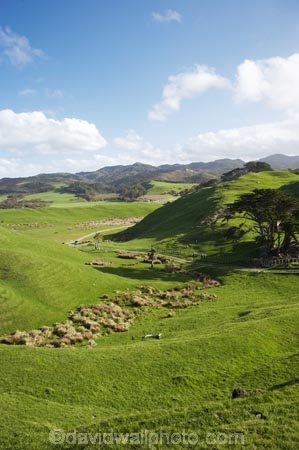 agricultural;agriculture;Cape-Farewell;country;countryside;farm;farming;farmland;farms;field;fields;hill;hills;hilly;meadow;meadows;N.Z.;Nelson-Region;New-Zealand;NZ;paddock;paddocks;pasture;pastures;rural;S.I.;SI;South-Is.;South-Island