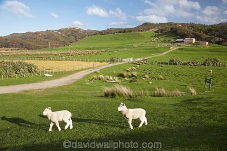 agricultural;agriculture;Cape-Farewell;country;countryside;farm;farming;farmland;farms;field;fields;fresh;grow;growth;lamb;lambs;livestock;meadow;meadows;N.Z.;Nelson-Region;New-Zealand;NZ;paddock;paddocks;pair;pairs;pasture;pastures;renew;rural;S.I.;season;seasonal;seasons;sheep;SI;South-Is.;South-Island;spring;springtime;stock;twin;twins;two;wool;woolly;wooly