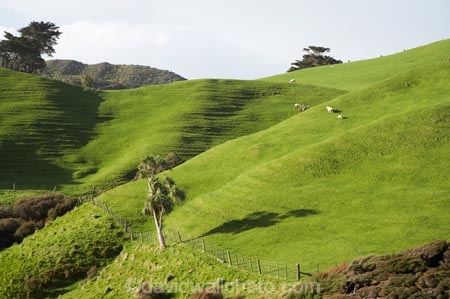 agricultural;agriculture;Cabbage-Tree;Cabbage-Trees;Cape-Farewell;Cordyline-australis;country;countryside;farm;farming;farmland;farms;field;fields;hill;hills;hilly;manuka;meadow;meadows;N.Z.;Nelson-Region;New-Zealand;NZ;paddock;paddocks;pasture;pastures;rural;S.I.;SI;South-Is.;South-Island