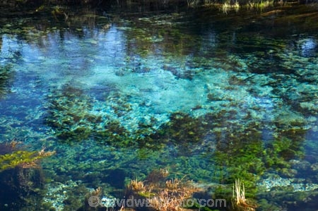 clean;clear;fresh-water;freshwater;Golden-Bay;mineral;N.Z.;natural;Nelson-Region;New-Zealand;NZ;Pupu-Springs;pure;purity;S.I.;SI;South-Is.;South-Island;spring;springs;Takaka;Te-Waikoropupu-Springs;Waikoropupu;Waikoropupu-Springs;water